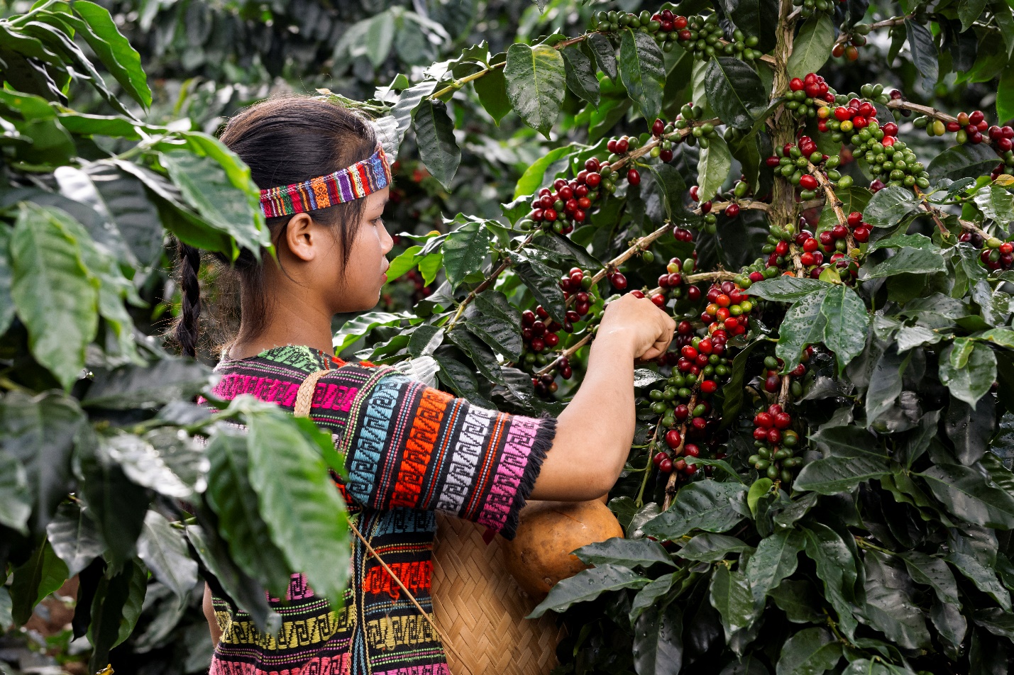 trà Lof Cascara - Hình ảnh tay cầm vỏ cà phê đỏ tươi thu hoạch từ trang trại hữu cơ