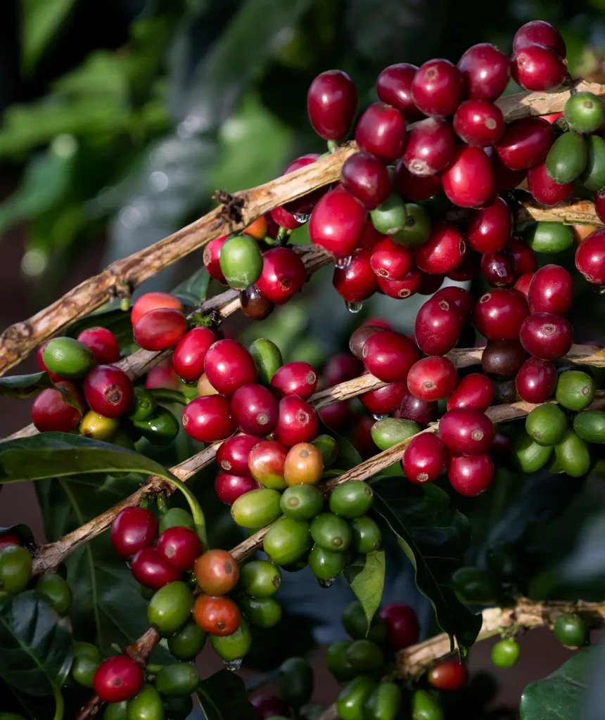 Theo dõi hành trình của Trà Lof Cascara