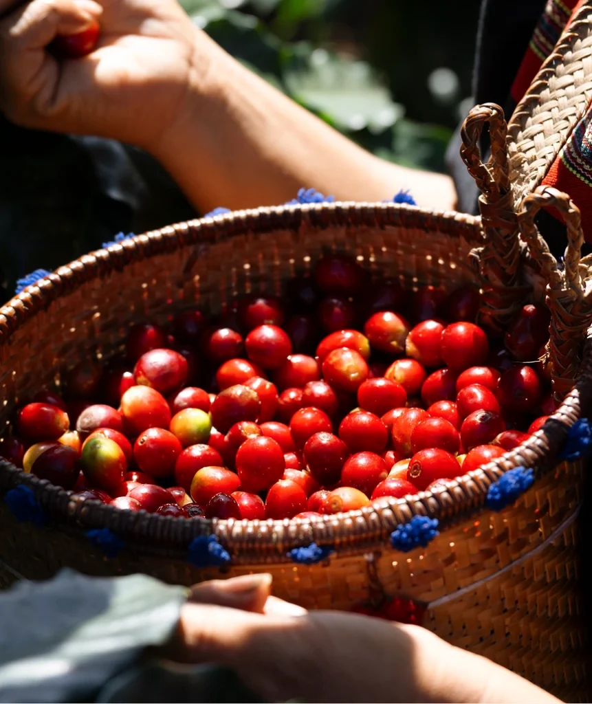 Theo dõi hành trình của Trà Lof Cascara