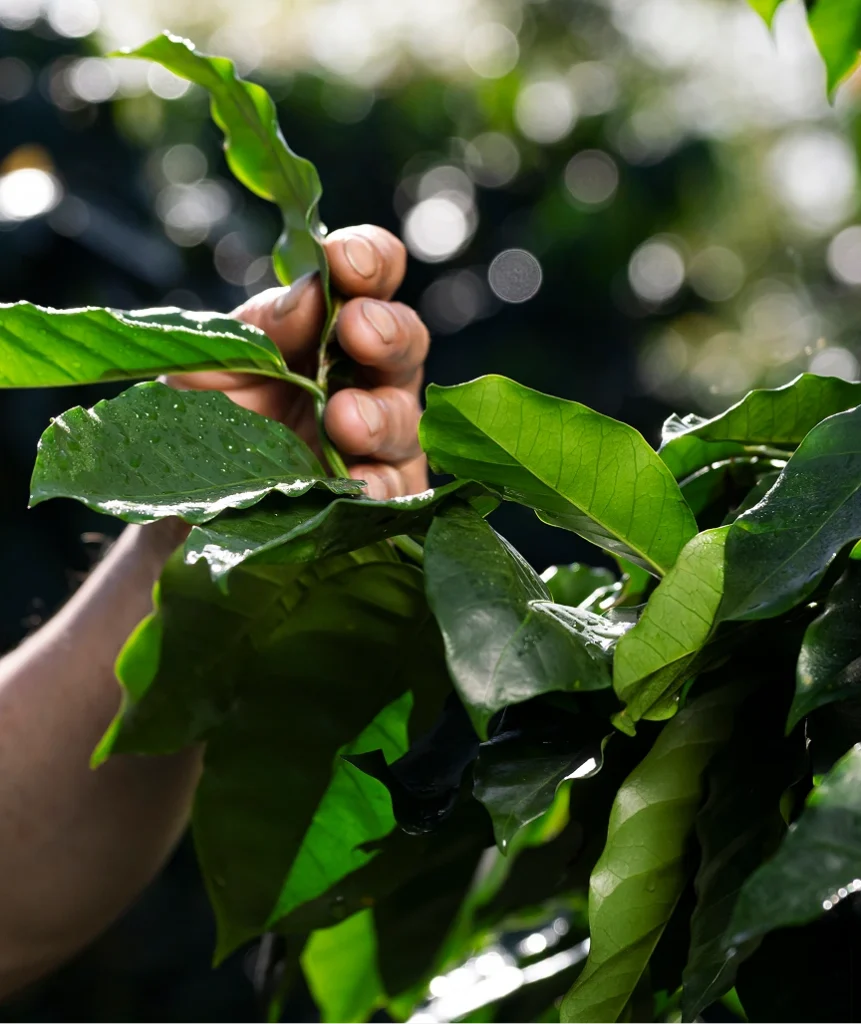 Theo dõi hành trình của Trà Lof Cascara